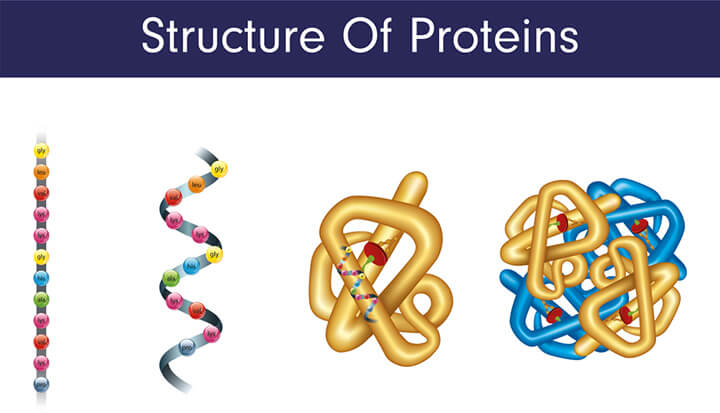 Mô Hình Tổng Hợp Protein  Mô Hình Tổng Hợp Protein