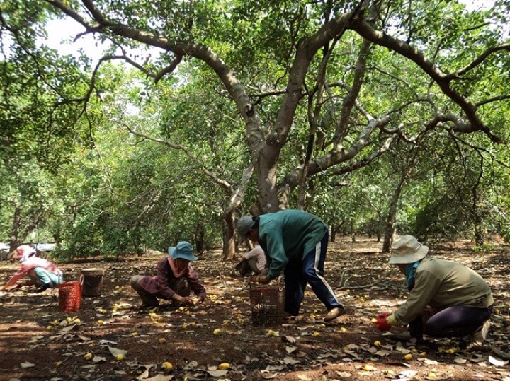 Nông dân nhặt điều