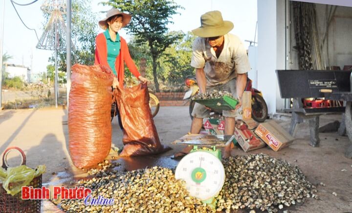 thu mua điều tươi